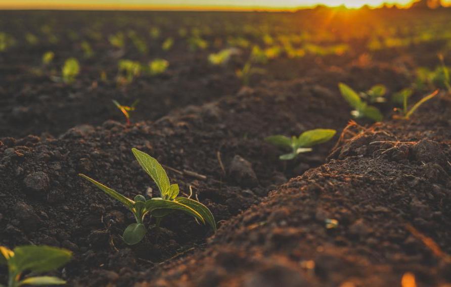 Sprouted green young sunflower on organic soil in a sunset. Plants cultivation. Agriculture..